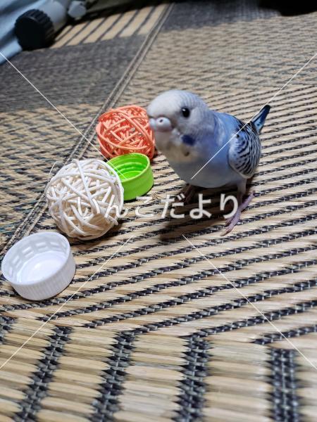迷い鳥の写真