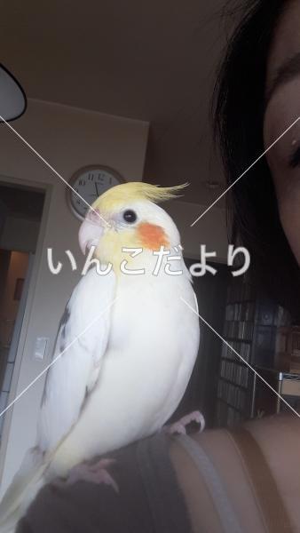 迷い鳥の写真