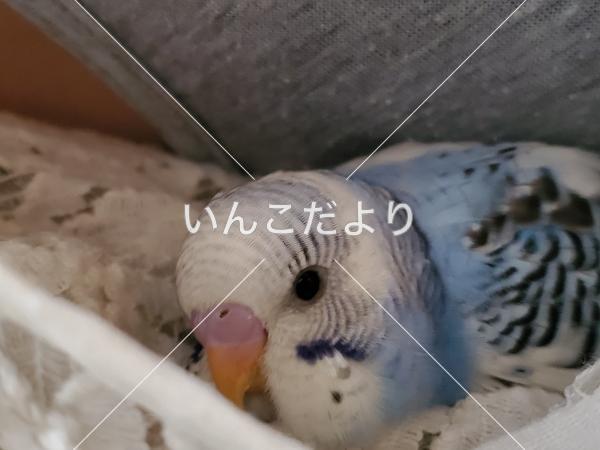 迷い鳥の写真