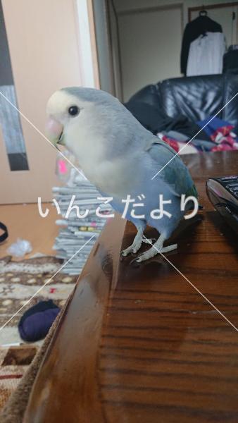迷い鳥の写真