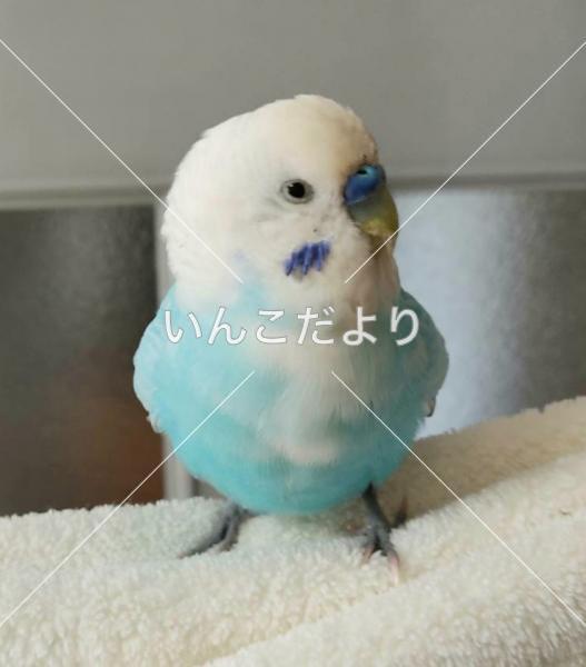 保護鳥の写真