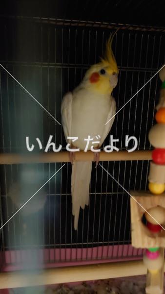 迷い鳥の写真
