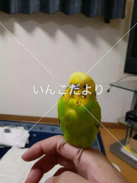 保護鳥の写真