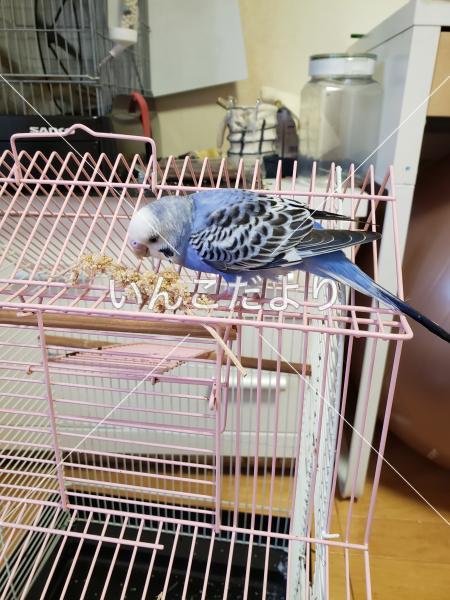 保護鳥の写真