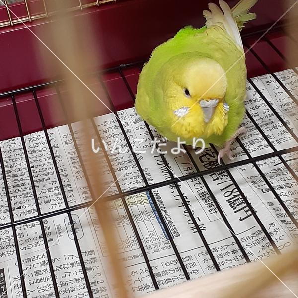 保護鳥の写真