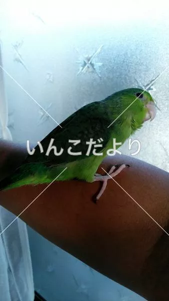 迷い鳥の写真