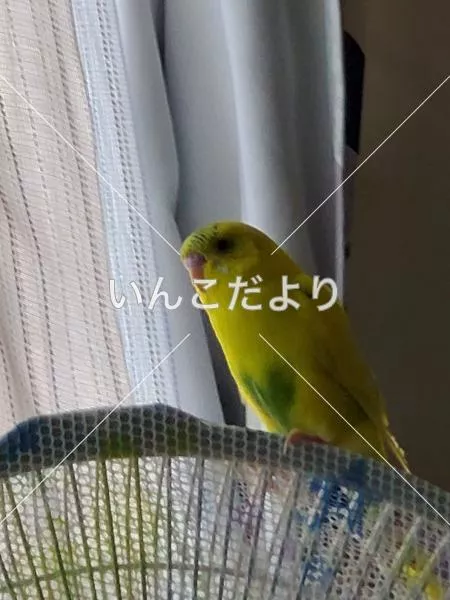 迷い鳥の写真