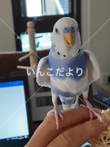 迷い鳥の写真