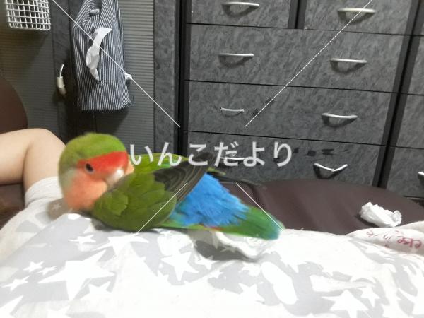 迷い鳥の写真