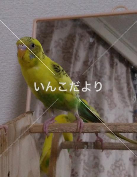 迷い鳥の写真