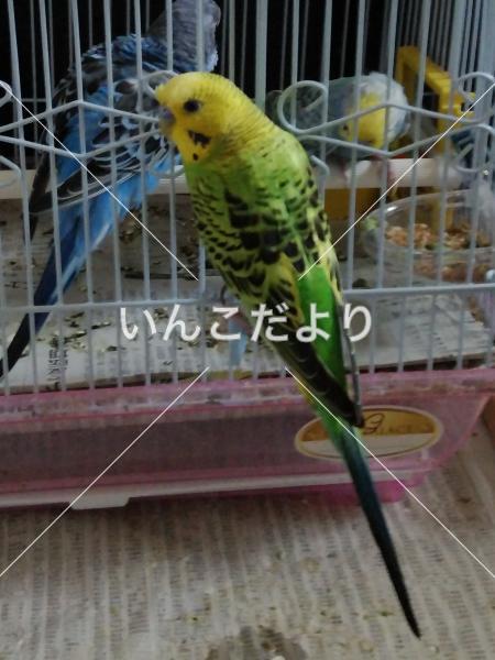 迷い鳥の写真