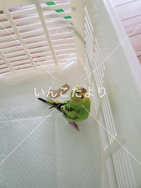 保護鳥の写真