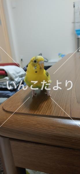 迷い鳥の写真