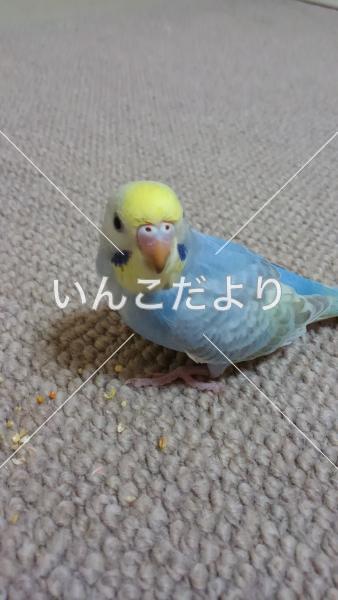 迷い鳥の写真