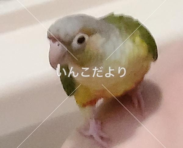 迷い鳥の写真