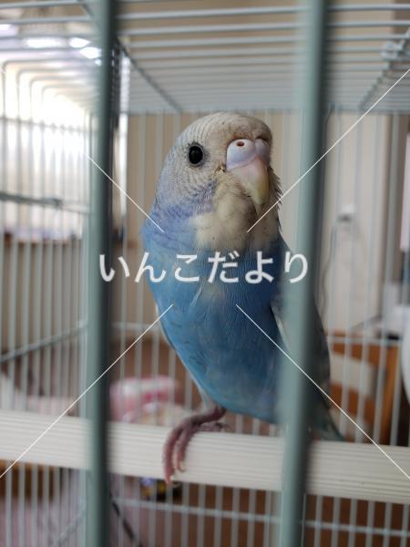 保護鳥の写真