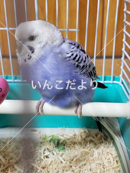 保護鳥の写真