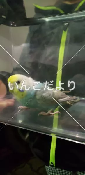 保護鳥の写真