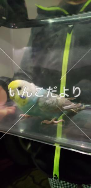 保護鳥の写真