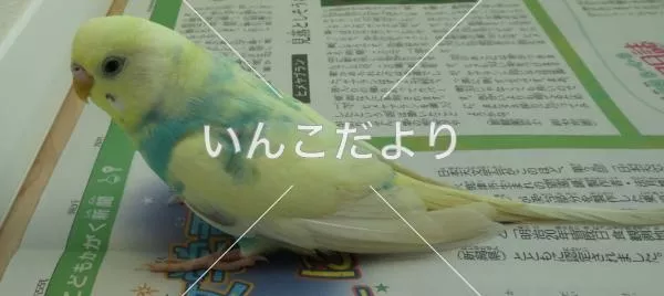 保護鳥の写真