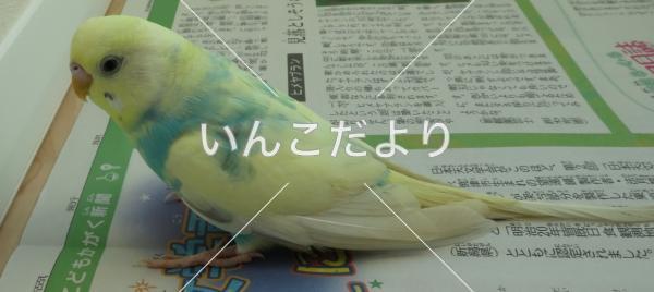 保護鳥の写真