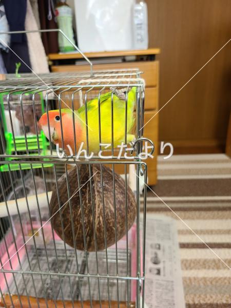 迷い鳥の写真