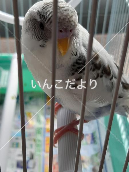 保護鳥の写真