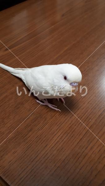 迷い鳥の写真
