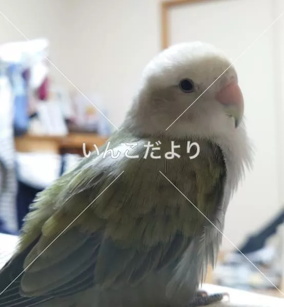 迷い鳥の写真