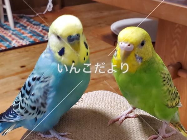 迷い鳥の写真