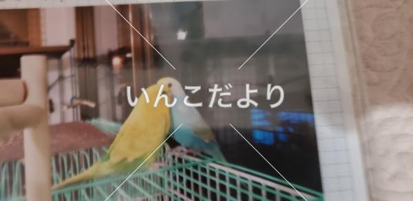 迷い鳥の写真