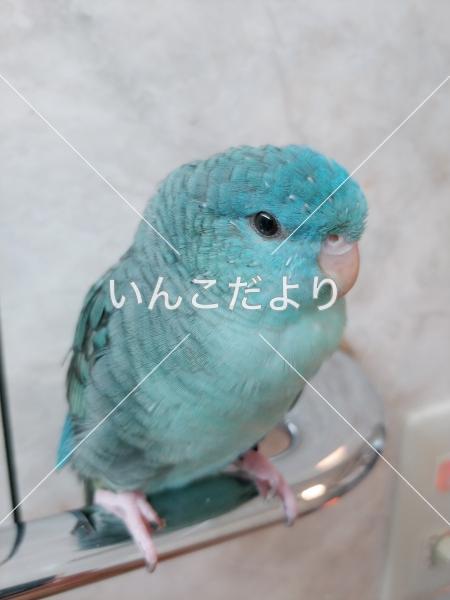 迷い鳥の写真