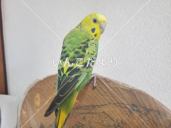 保護鳥の写真