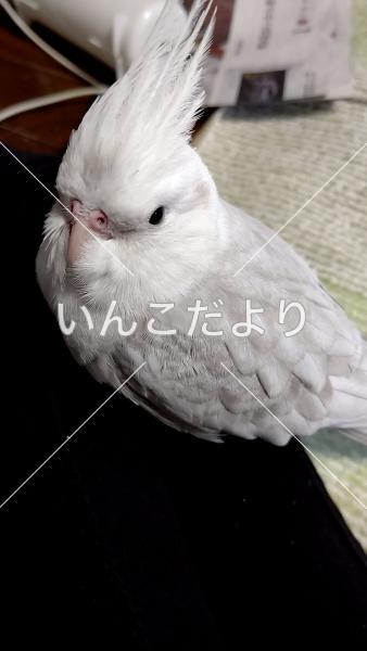 迷い鳥の写真