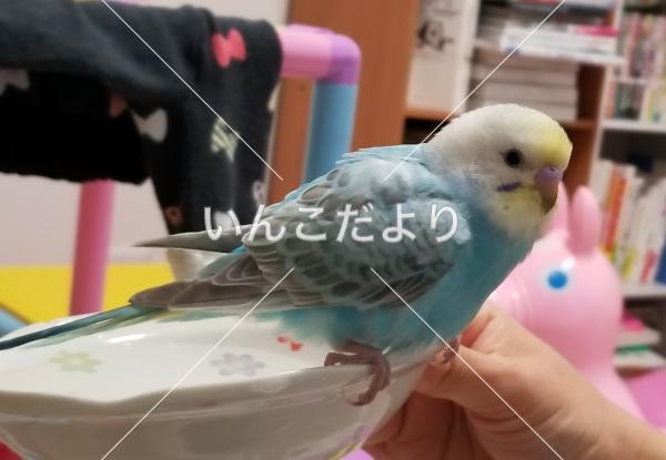 保護鳥の写真