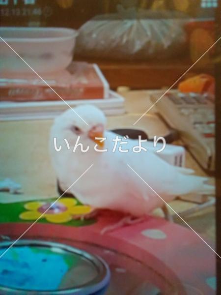 迷い鳥の写真