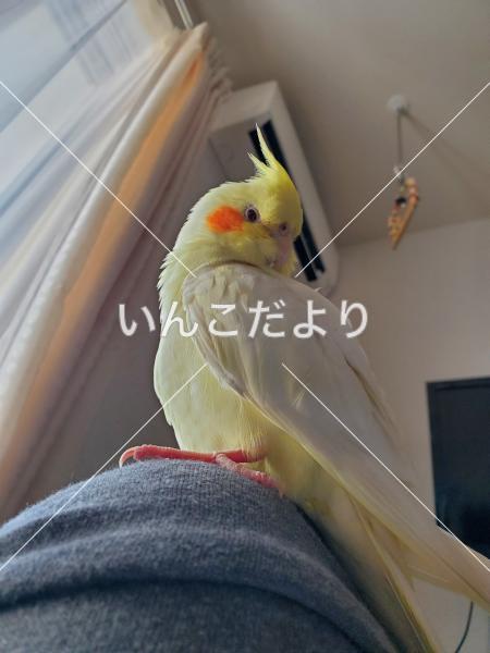 迷い鳥の写真