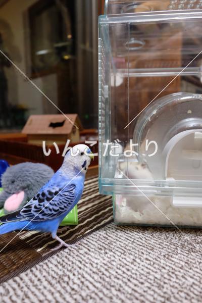 迷い鳥の写真