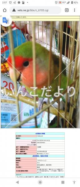 迷い鳥の写真