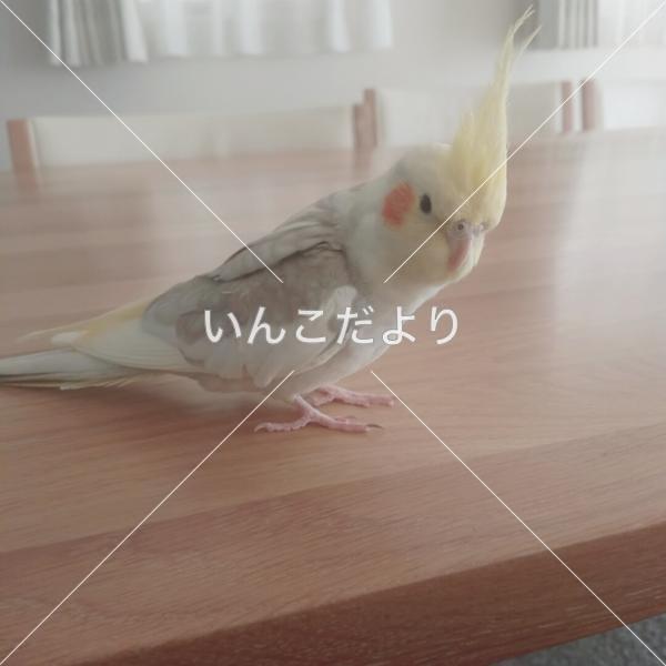 迷い鳥の写真