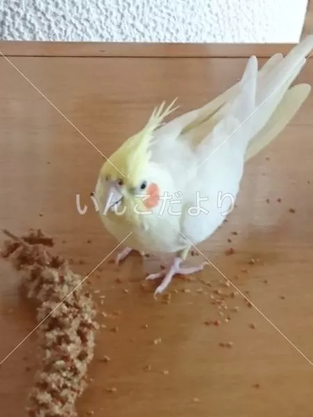迷い鳥の写真
