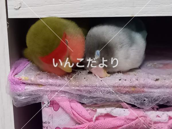 迷い鳥の写真