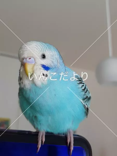 保護鳥の写真