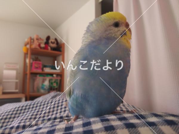 迷い鳥の写真