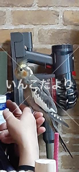 迷い鳥の写真