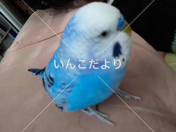 迷い鳥の写真
