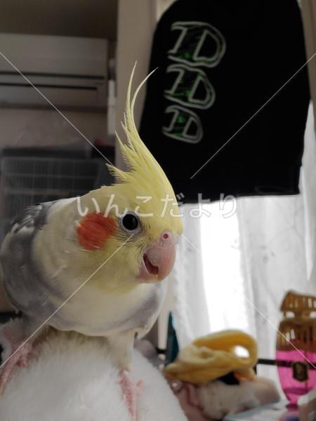 迷い鳥の写真