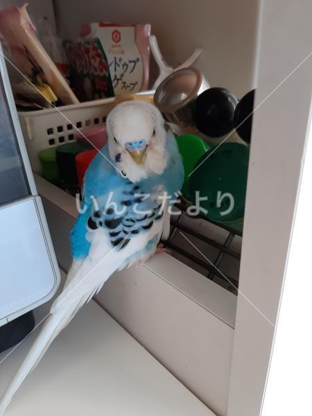 迷い鳥の写真
