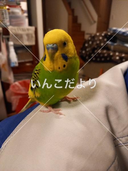 保護鳥の写真