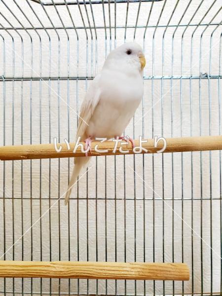 保護鳥の写真